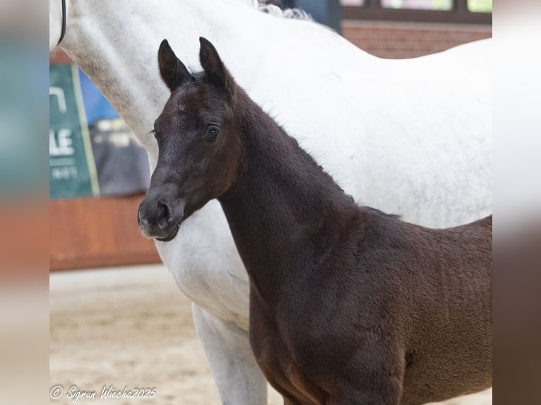 Trakehner Hengst  Schwarzbrauner in L&#xF6;ningen