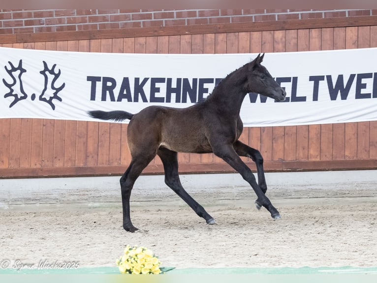 Trakehner Hengst  Schwarzbrauner in L&#xF6;ningen