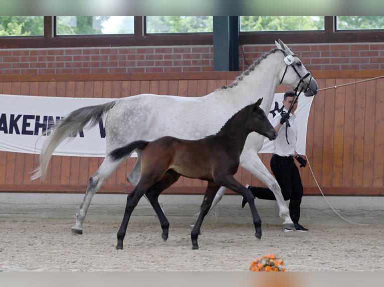 Trakehner Hengst  Schwarzbrauner in L&#xF6;ningen