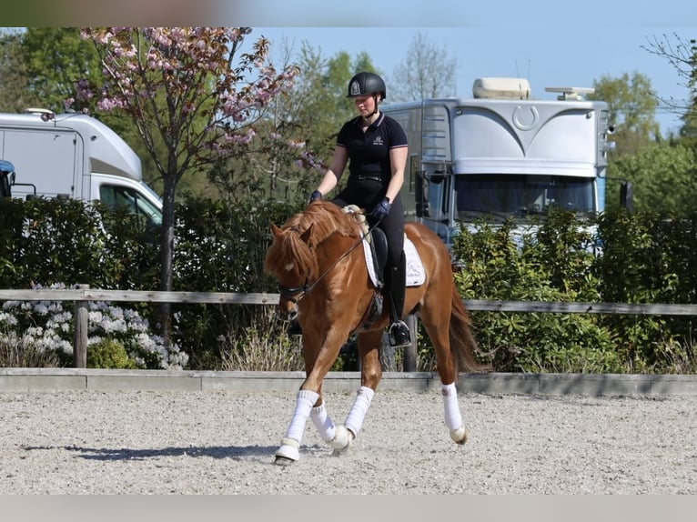 Trakehner Hengst Fuchs in Bad Oldesloe
