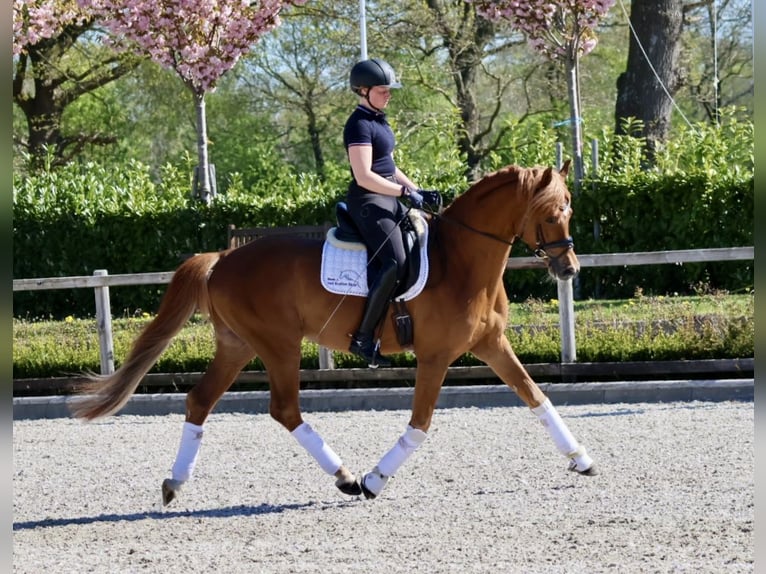 Trakehner Hengst Fuchs in Bad Oldesloe