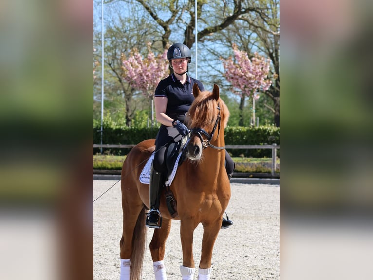 Trakehner Hengst Fuchs in Bad Oldesloe