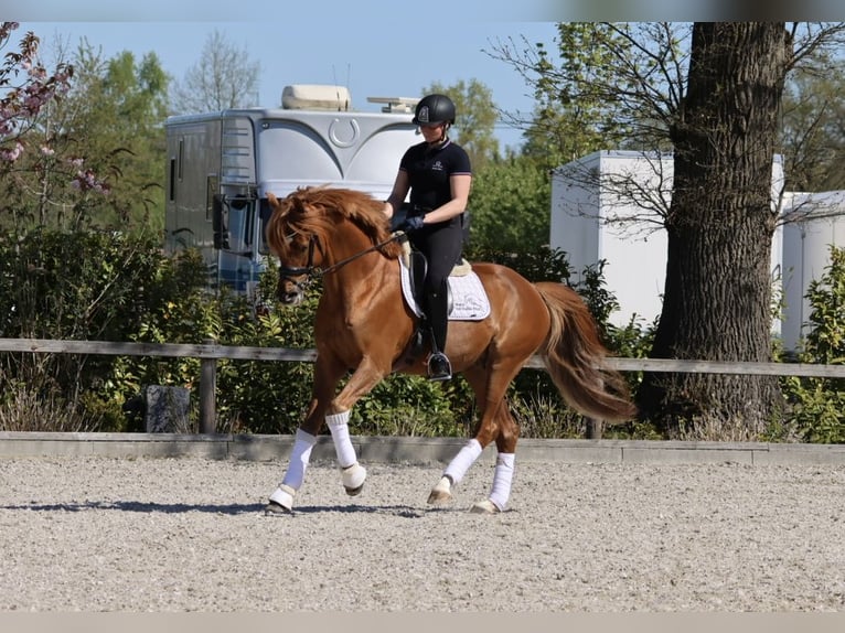 Trakehner Hengst Fuchs in Bad Oldesloe