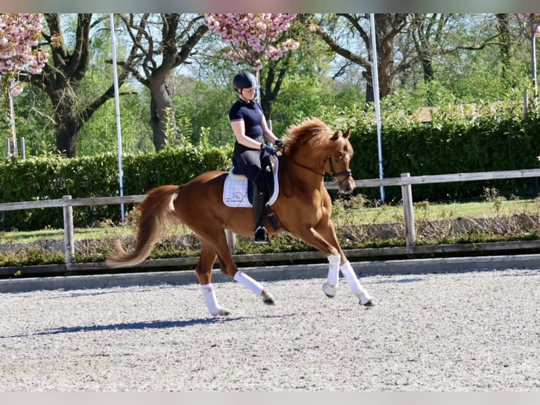 Trakehner Hengst Fuchs in Bad Oldesloe