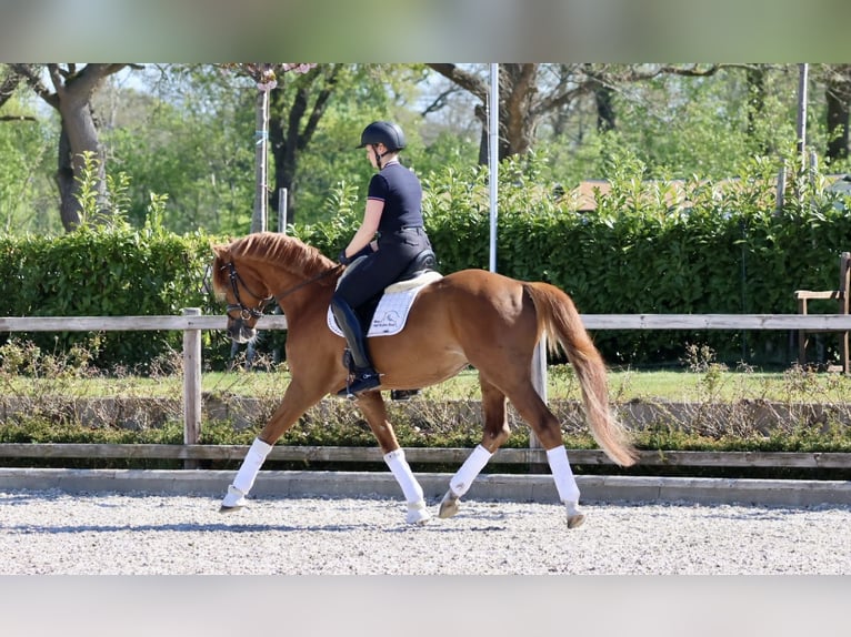 Trakehner Hengst Fuchs in Bad Oldesloe