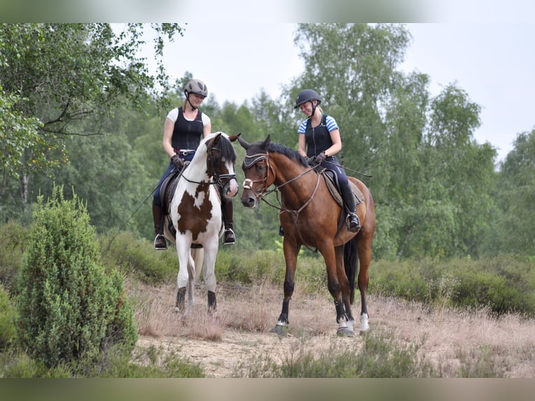 Trakehner Hengst Gevlekt-paard in Bad Oldesloe