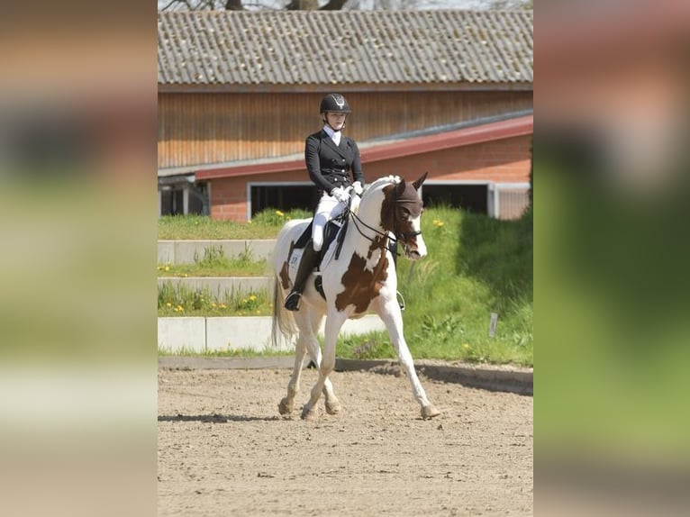 Trakehner Hengst Gevlekt-paard in Bad Oldesloe
