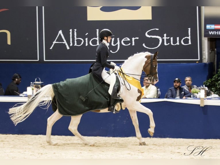 Trakehner Hengst Gevlekt-paard in Bad Oldesloe