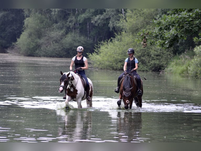 Trakehner Hengst Gevlekt-paard in Bad Oldesloe