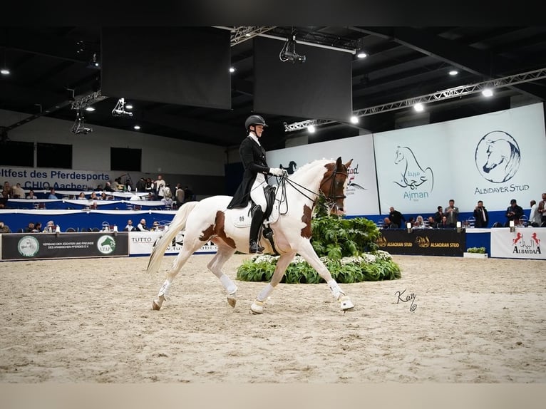 Trakehner Hengst Gevlekt-paard in Bad Oldesloe