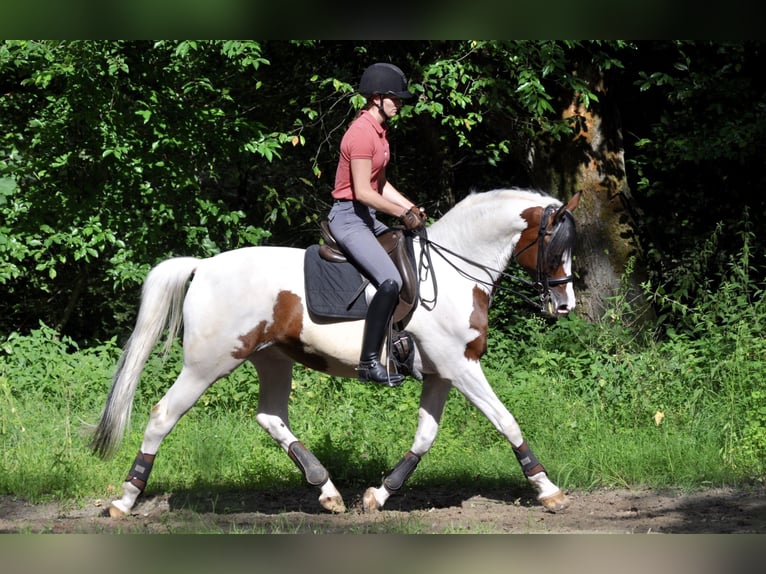Trakehner Hengst Gevlekt-paard in Bad Oldesloe