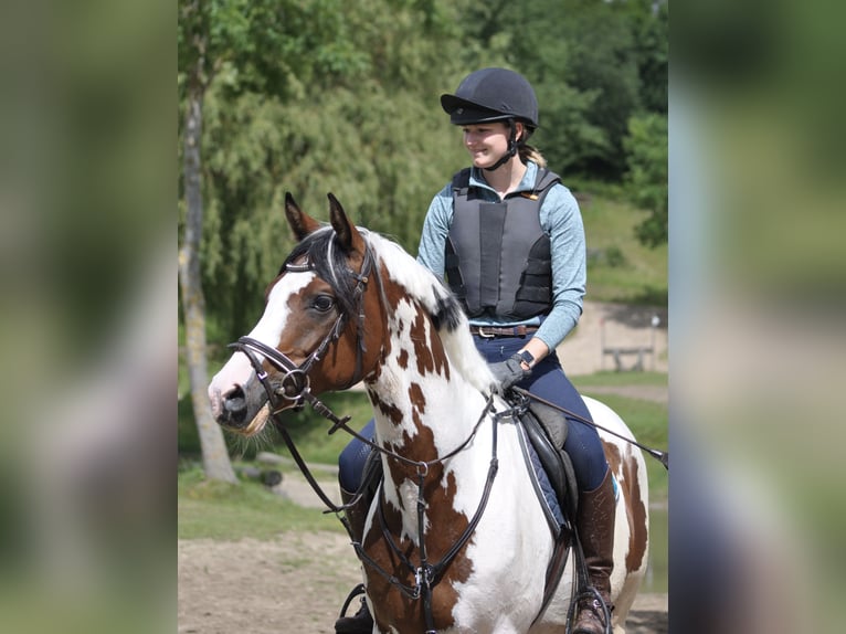 Trakehner Hengst Gevlekt-paard in Bad Oldesloe