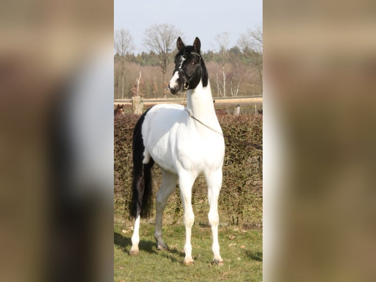 Trakehner Hengst Gevlekt-paard in Walsrode