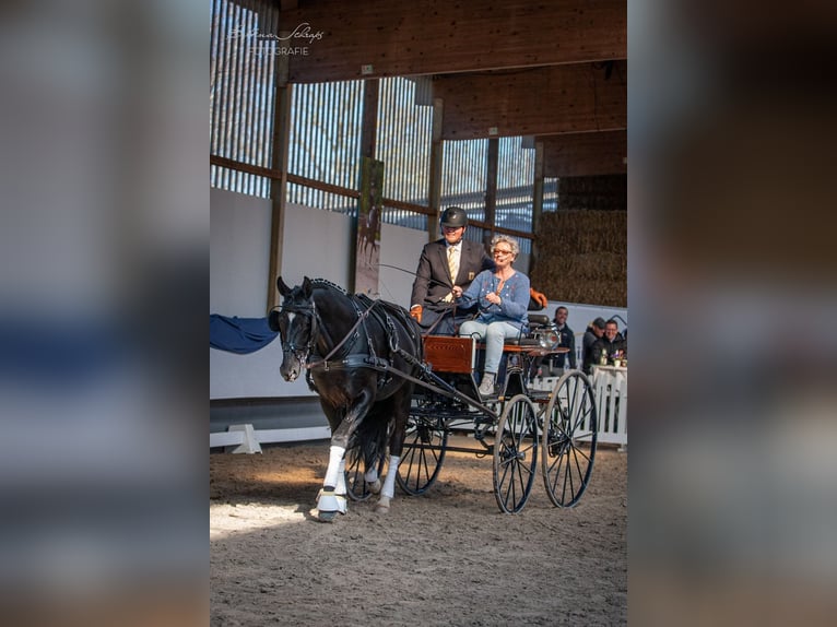 Trakehner Hengst Rappe in Herbstein