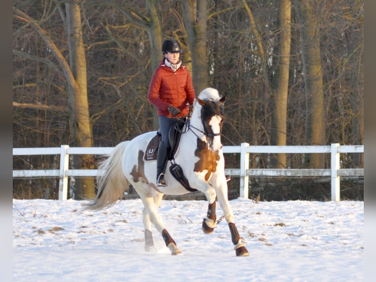 Trakehner Hengst Schecke in Bad Oldesloe