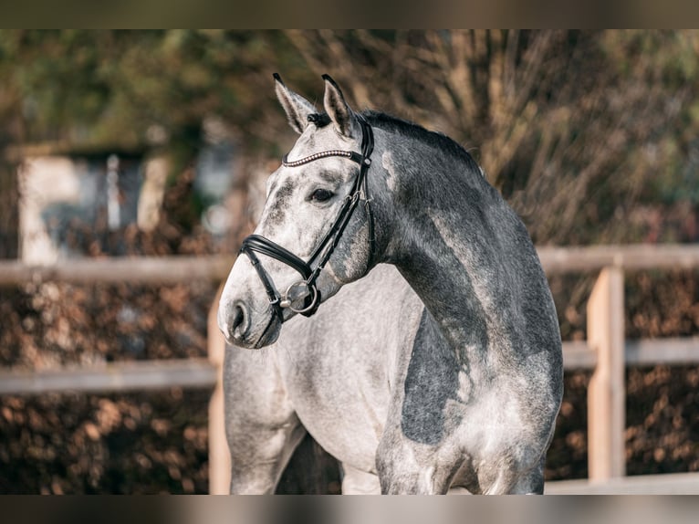 Trakehner Hengst Schimmel in Aukrug