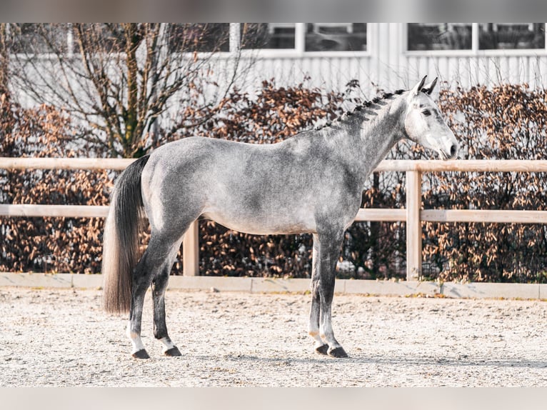 Trakehner Hengst Schimmel in Aukrug