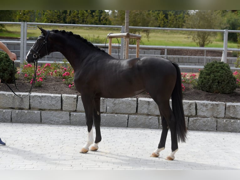 Trakehner Hengst Schwarzbrauner in Pfarrkirchen