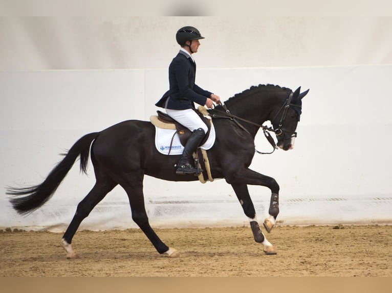 Trakehner Hengst Schwarzbrauner in Pfarrkirchen