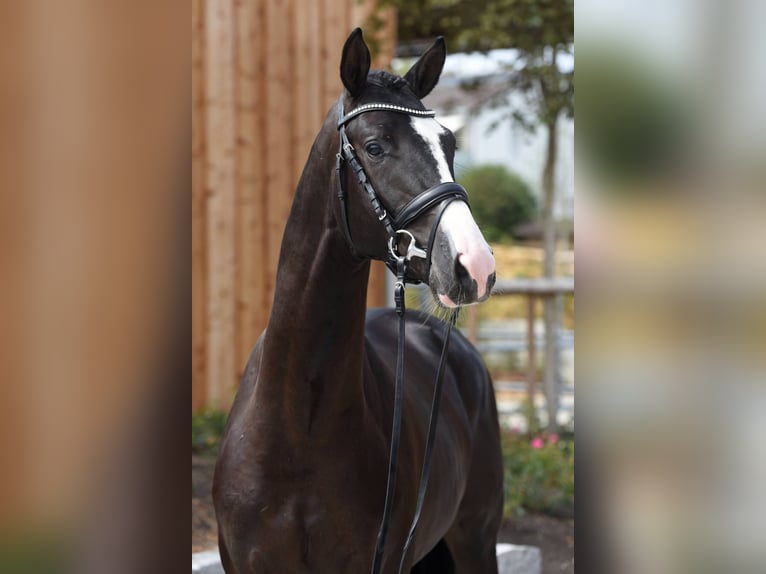 Trakehner Hengst Schwarzbrauner in Pfarrkirchen