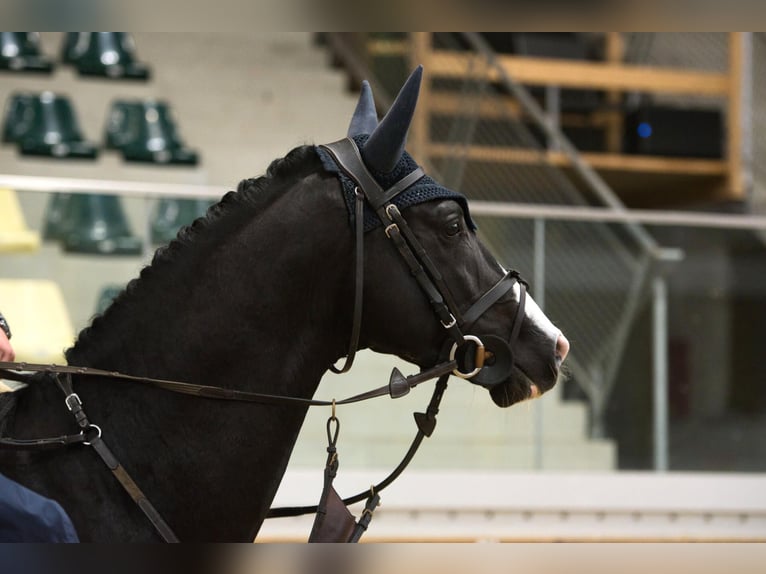 Trakehner Hengst Schwarzbrauner in Pfarrkirchen