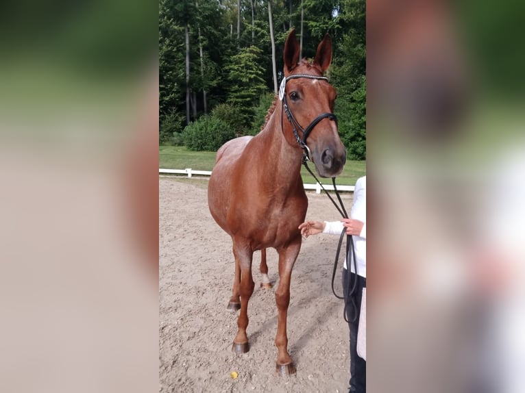 Trakehner Hengst in Steinfeld (Oldenburg)