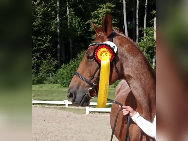 Trakehner Hengst in Steinfeld (Oldenburg)