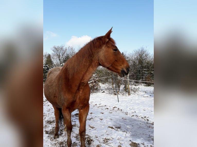 Trakehner Hengst in Steinfeld (Oldenburg)