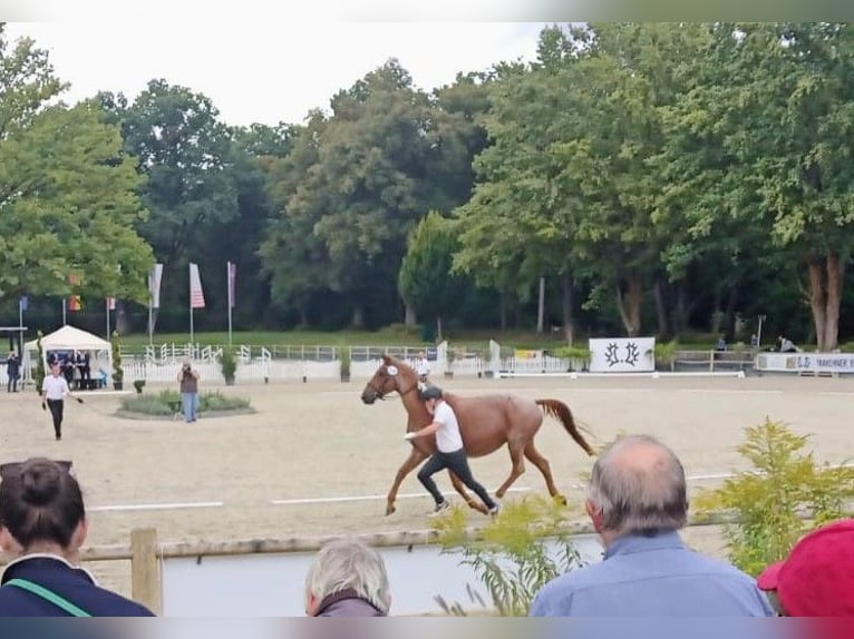 Trakehner Hengst in Steinfeld (Oldenburg)