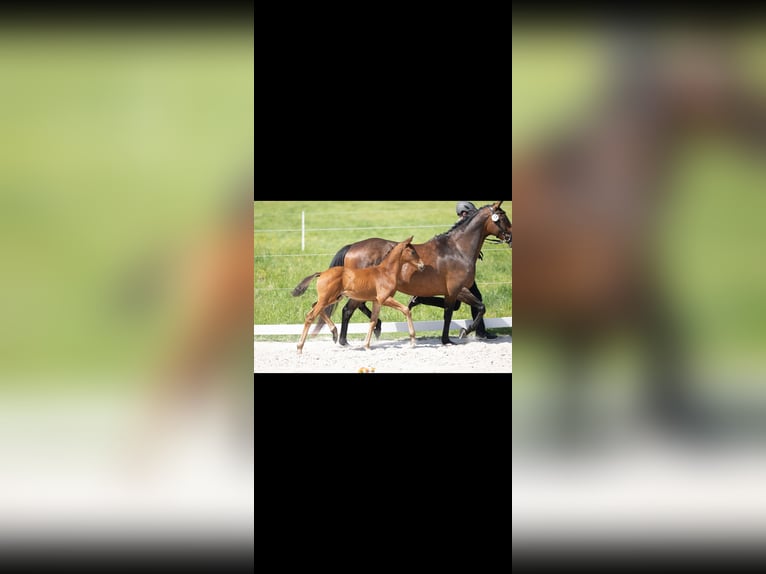 Trakehner Hengst Veulen (04/2026) 165 cm Bruin in Puderbach