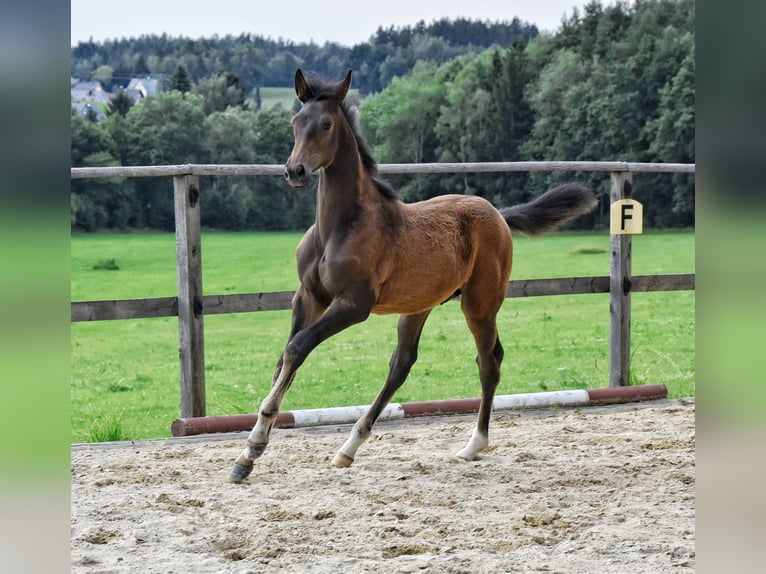 Trakehner Hengst Veulen (03/2026) 168 cm Bruin in Auerbach/Vogtland