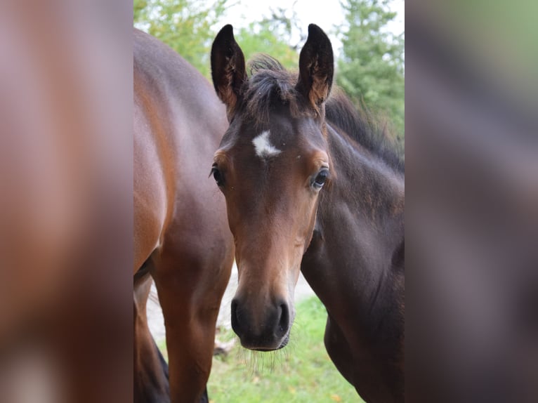 Trakehner Hengst Veulen (05/2025) 168 cm Donkerbruin in Schnabelwaid
