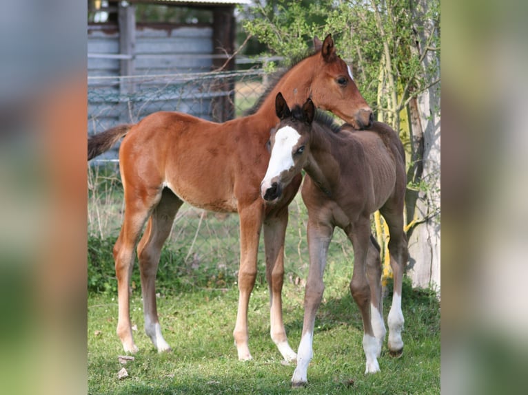 Trakehner Hengst Veulen (03/2026) 168 cm Zwart in Kummersdorf-Gut