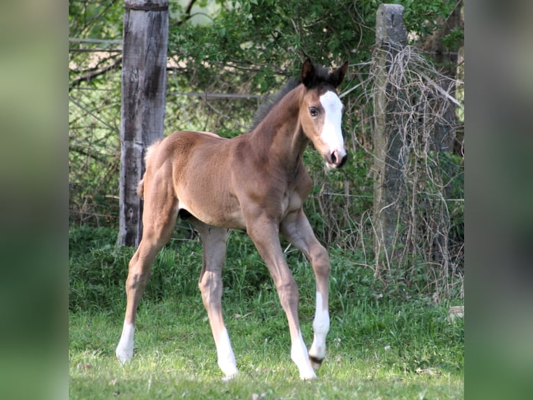 Trakehner Hengst Veulen (03/2026) 168 cm Zwart in Kummersdorf-Gut
