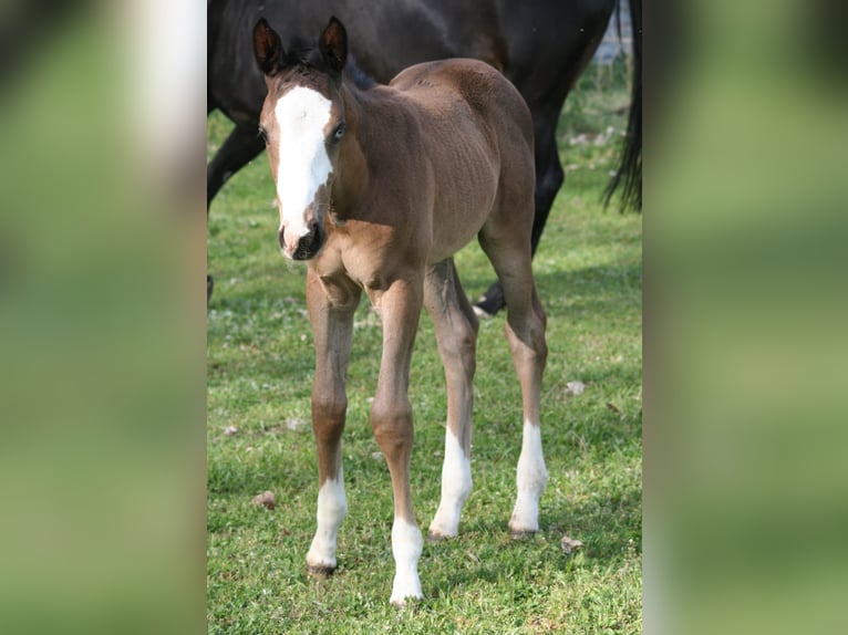 Trakehner Hengst Veulen (03/2026) 168 cm Zwart in Kummersdorf-Gut