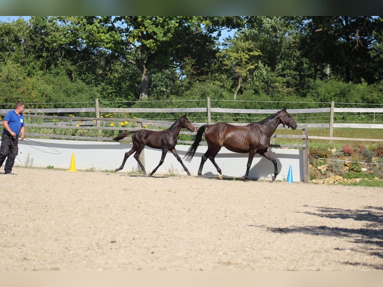 Trakehner Hengst Veulen (04/2025) 168 cm Zwartbruin in Nellingen Aichen