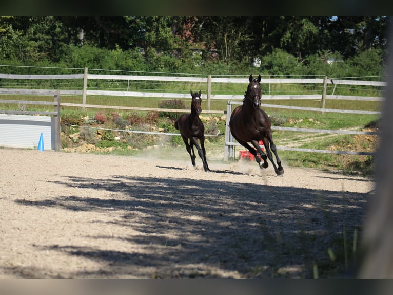 Trakehner Hengst Veulen (04/2025) 168 cm Zwartbruin in Nellingen Aichen