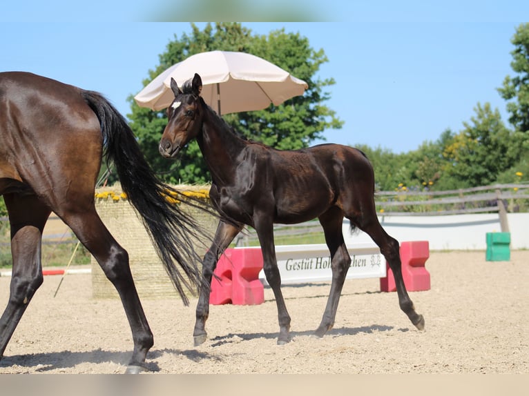 Trakehner Hengst Veulen (04/2025) 168 cm Zwartbruin in Nellingen Aichen