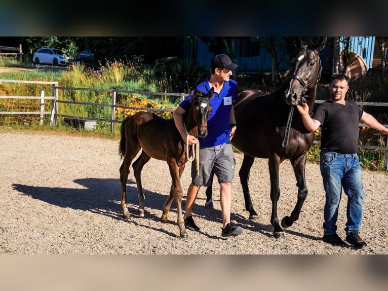 Trakehner Hengst Veulen (04/2025) 168 cm Zwartbruin in Nellingen Aichen