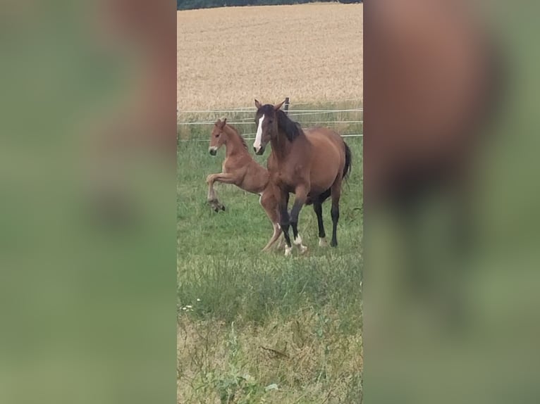 Trakehner Hengst Veulen (05/2025) 169 cm Bruin in Brakel