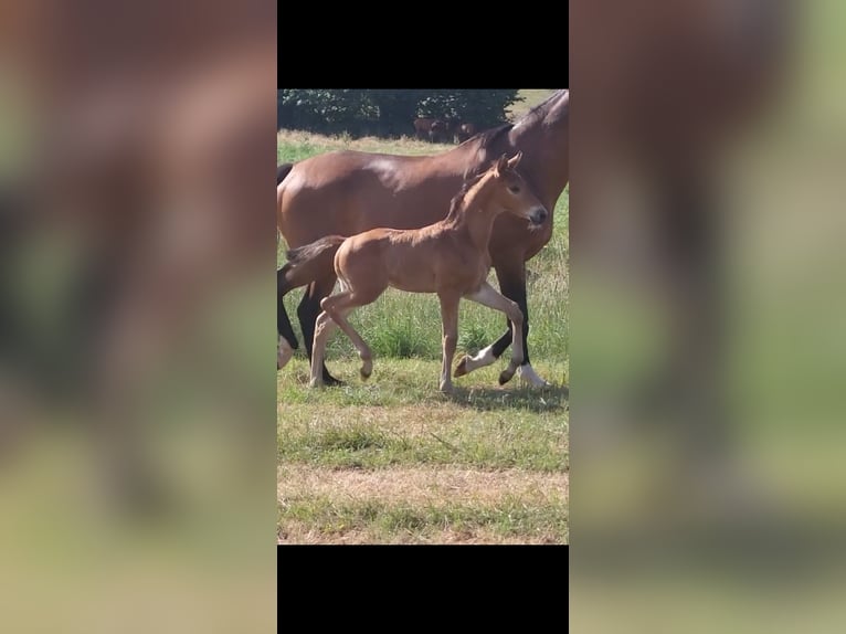 Trakehner Hengst Veulen (05/2025) 169 cm Bruin in Brakel