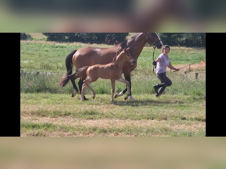 Trakehner Hengst Veulen (05/2025) 169 cm Bruin in Brakel