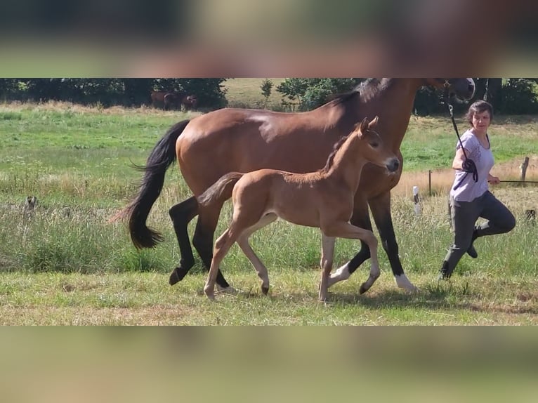 Trakehner Hengst Veulen (05/2025) 169 cm Bruin in Brakel