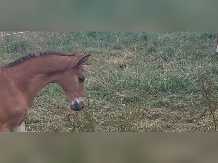 Trakehner Hengst Veulen (05/2025) 169 cm Bruin in Brakel