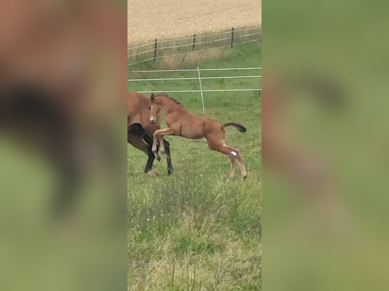 Trakehner Hengst Veulen (05/2025) 169 cm Bruin in Brakel