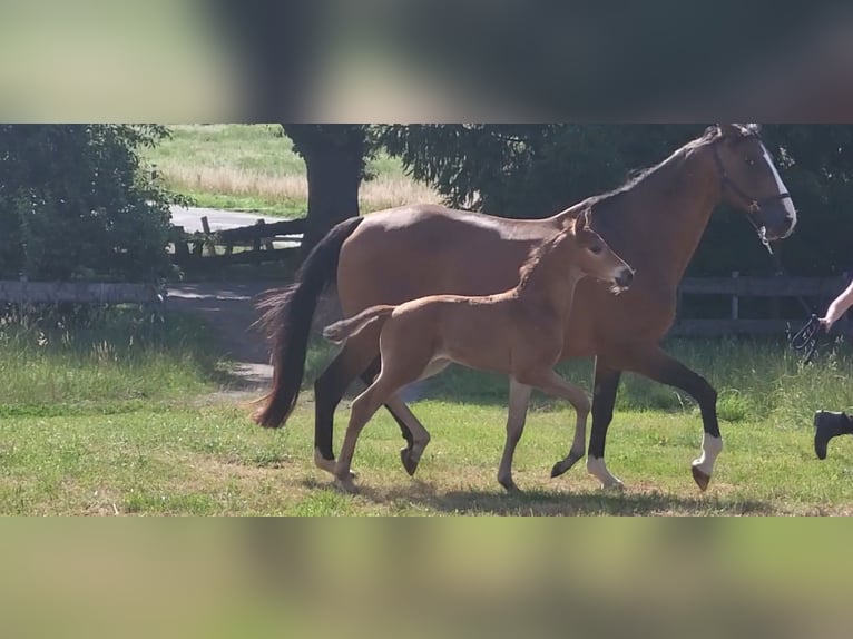 Trakehner Hengst Veulen (05/2025) 169 cm Bruin in Brakel