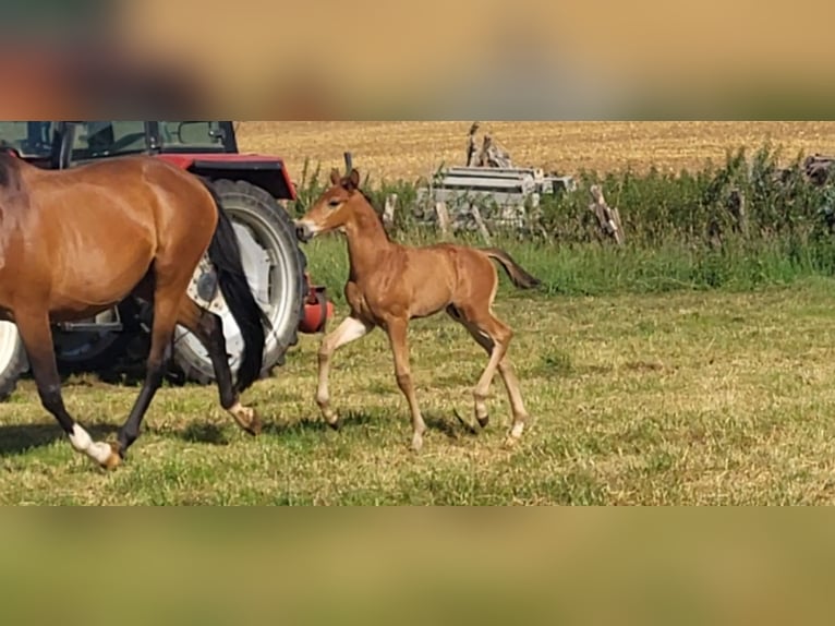 Trakehner Hengst Veulen (05/2025) 169 cm Bruin in Brakel