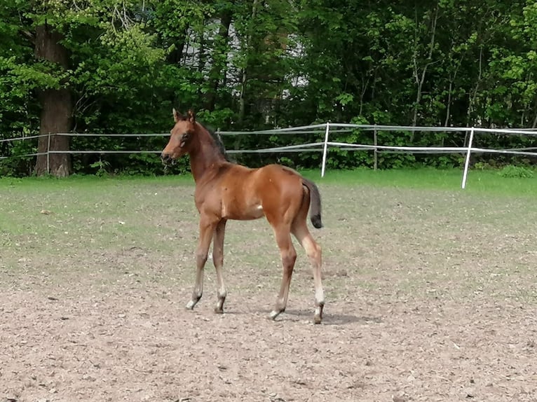 Trakehner Hengst  169 cm Donkerbruin in Harsefeld