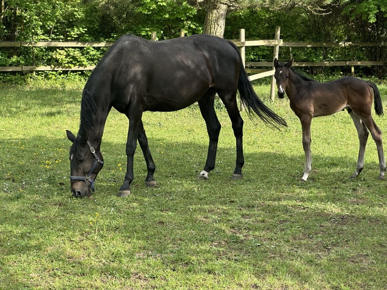 Trakehner Hengst Veulen (04/2026) 169 cm Donkerbruin in Nellingen
