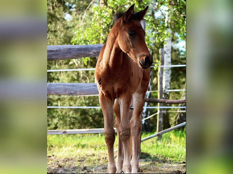 Trakehner Hengst veulen (03/2024) 170 cm Bruin in Schenkendöbern